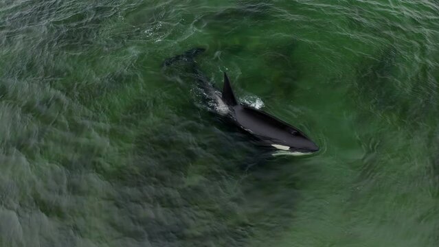 Orcinus orca killer whale swimming in the sea.
