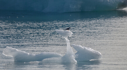 Mouette arctique sur un reste d'iceberg, Islande