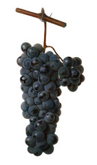 vintage grape fruits watercolor