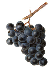 vintage grape fruits watercolor
