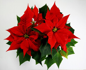 Weihnachtsstern