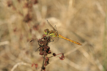 Libelle