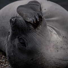 Elefante Marino hembra, Patagonia Argentina