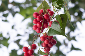 bacche rosse del rampicante salsapariglia su fondo bianco