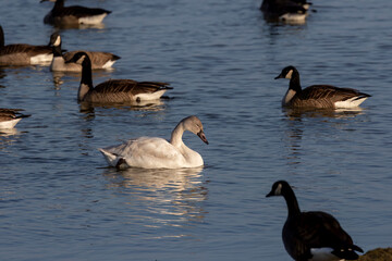 The tundra swan (Cygnus columbianus), young bird on the lake. This is a small swan. 