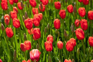 Close up of red tulips in the garden
