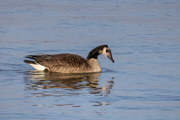 A Canada goose with a ragged feather, possibly having hit wires or escaped from the clutches of a predator