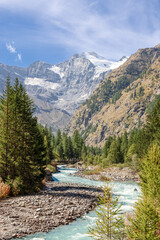 Obraz premium Vertical panorama of stormy Alpine water stream in Gran Paradiso National Park runs along rapids on evergreen pine forested gorge and misty snowy granite rocks ahead. Aosta valley, Italy