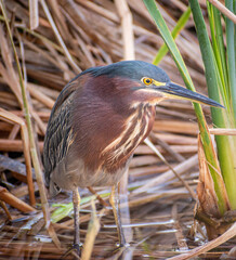 Green Heron (Butorides virescens maculata) hiding in grass
