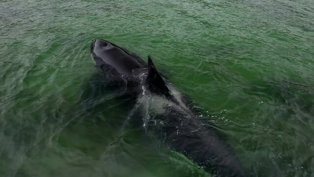 Killer whale in the green water of the ocean, close-up. Killer whale in the sea, looking for food in the water.