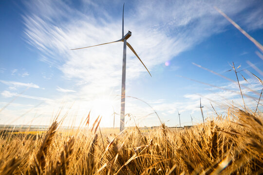 wind turbine in a wheat field