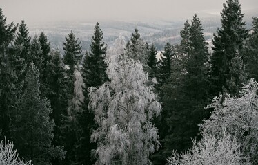 Bosque invernal.