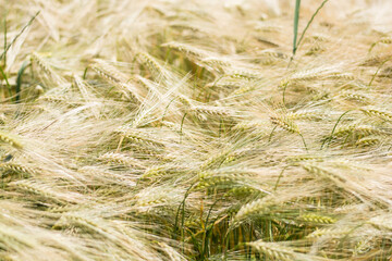 Golden wheat field close up