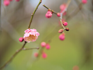 3月に咲いたウメ「新平家（シンヘイケ）」