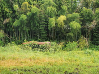 田舎の風景　竹林と朽ち果てた小屋