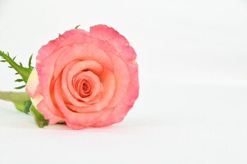 Close up of a two toned pink and yellow rose laying down isolated on a white elegant background
