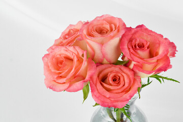 Bouquet of two toned pink and yellow roses arranged in a clear vase isolated on an elegant white fabric draped background.