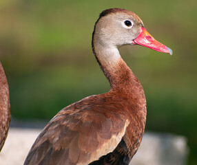 Black Bellied Whistling Duck (Dendrocygna autumnalis)