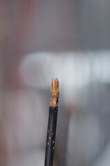 White dogwood Kesselringii branch with buds