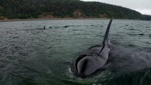 killer whale swimming in the Ocean