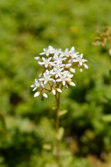 White Stonecrop Laconicum flowers