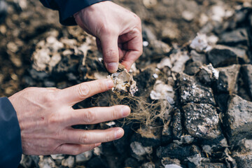 Hand digging oysters from rocks on the shore
