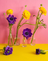 Spring flowers: purple anemone flowers and yellow ranunculus in glass bottles on colorful background. Creative, elegante floral concept. Minimalism aesthetic. Yellow and violet flowers on pink back.