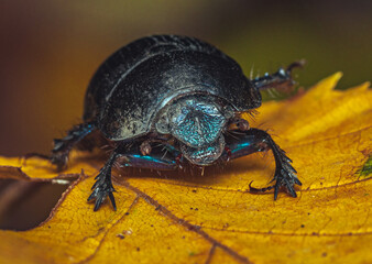 Insect