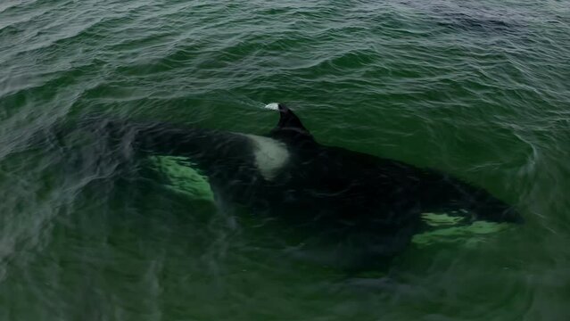 Great White Shark Orca carcharias swimming in the sea. Aerial view.