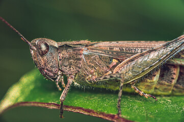 Grasshopper