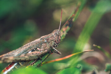 Grasshopper