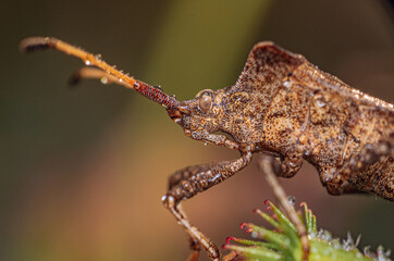 Summer insects