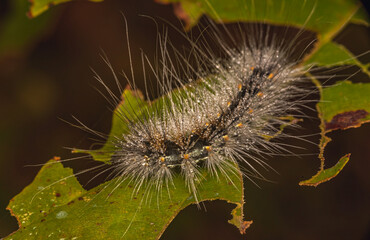 Summer insects