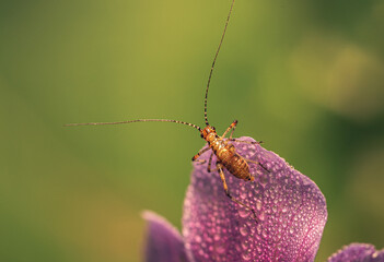 Insect