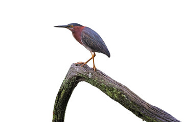 Green Heron Stands on a Log