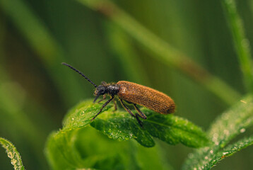 Summer insects