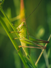 Grasshopper