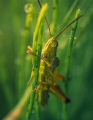 Grasshopper
