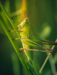 Grasshopper