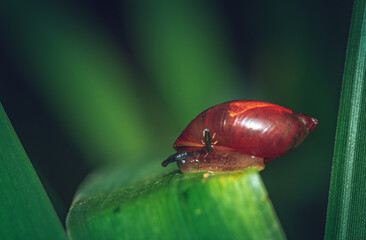 Snail