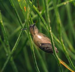 Snail