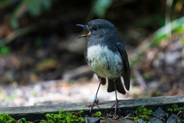 The South Island robin (Petroica australis)
