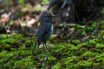 The South Island robin (Petroica australis)