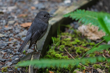 The South Island robin (Petroica australis)