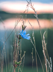 Wild flowers