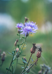 Wild flowers