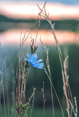 Wild flowers