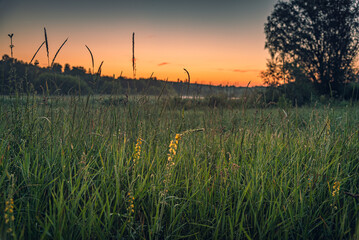 Fototapeta premium Wild flowers