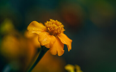 Marigold