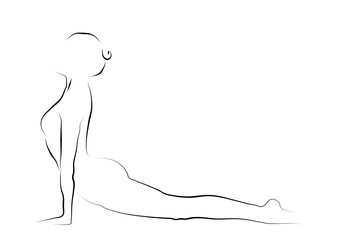 beautiful line drawing of the upward facing dog yoga pose .